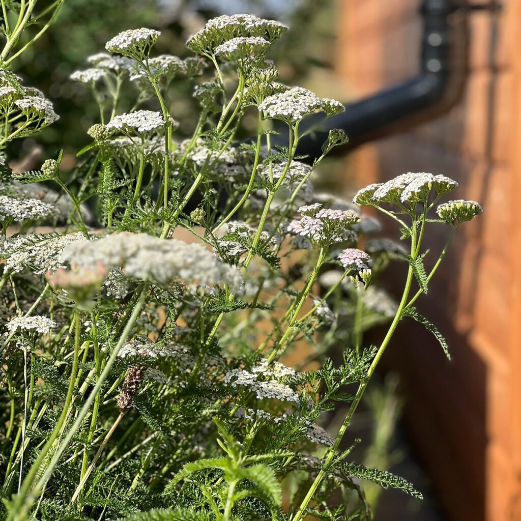 Rolawn BioScapes Biodiverse Turf 1m&sup2; roll – 50 rolls 5060094342191 2